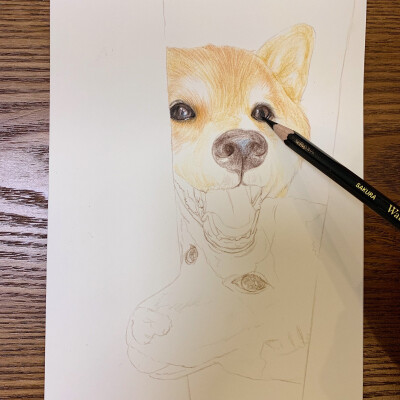 彩铅|柴犬狗狗
@SUNRISE-J