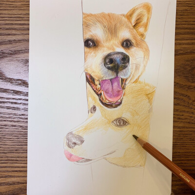 彩铅|柴犬狗狗
@SUNRISE-J
