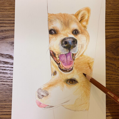 彩铅|柴犬狗狗
@SUNRISE-J