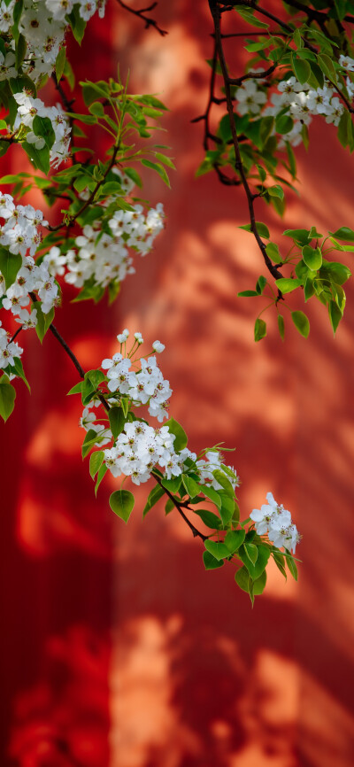 那里的花