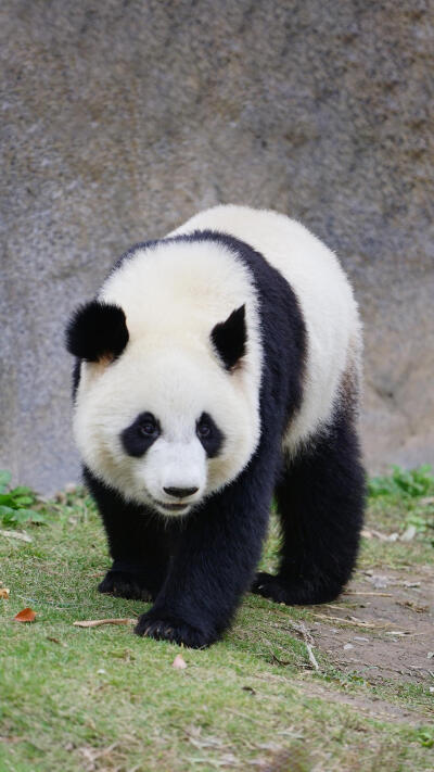 熊猫看起来萌萌的，但其实它很凶的，曾荣幸地获得“食铁兽”的称号