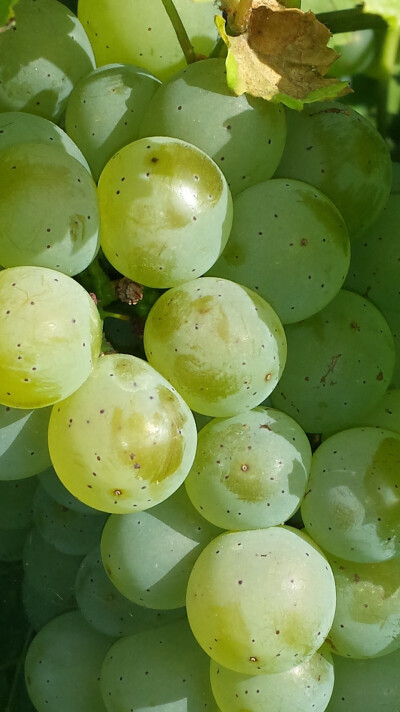 夏日大作战
水果贵一点也要吃丫