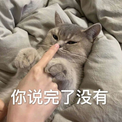 炒鸡可爱的猫咪表情包