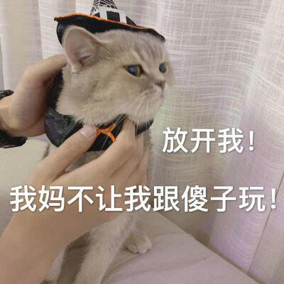 炒鸡可爱的猫咪表情包