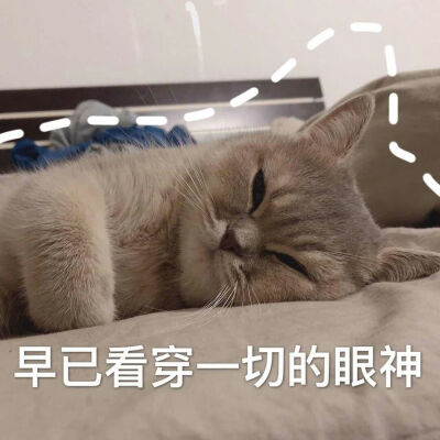 炒鸡可爱的猫咪表情包