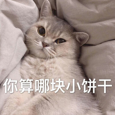 炒鸡可爱的猫咪表情包