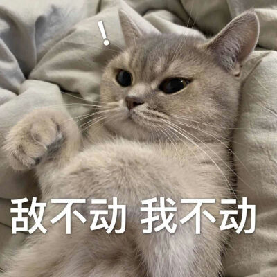 炒鸡可爱的猫咪表情包