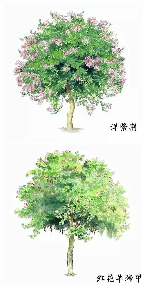 水彩树木素材