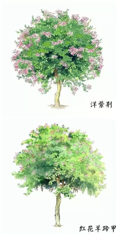 水彩树木素材