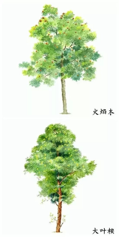 水彩树木素材
