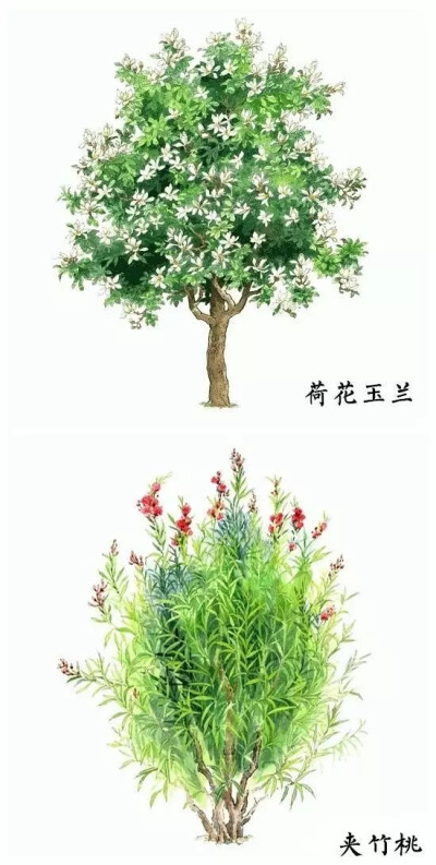 水彩树木素材