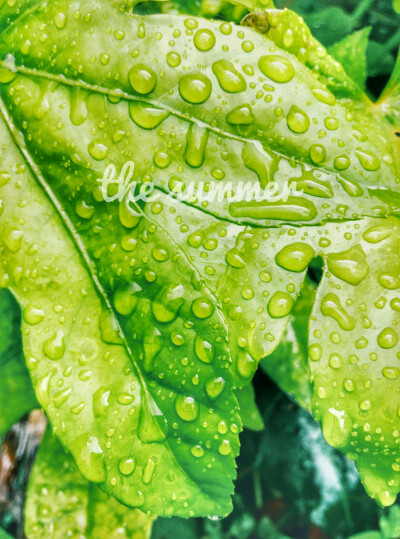 夏日，雨季，下了好久好久的雨，几乎天天都是打伞出门呢