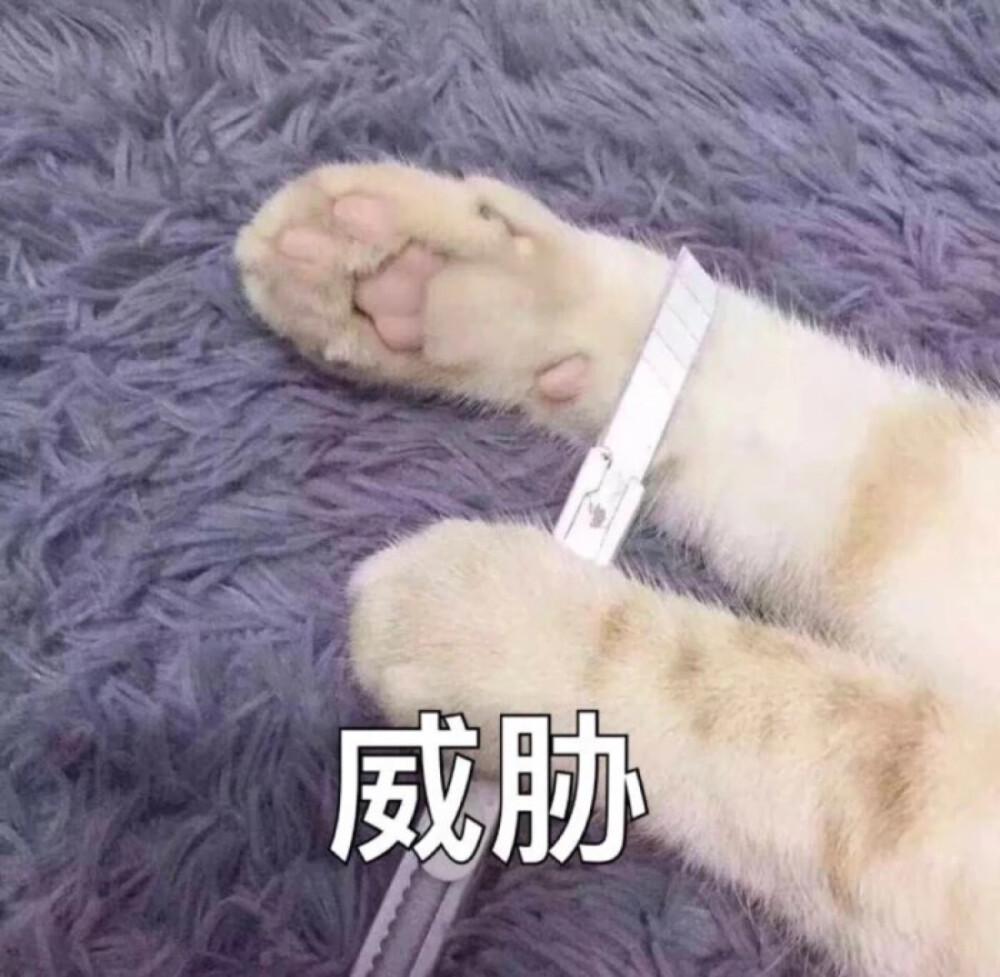 猫咪表情包