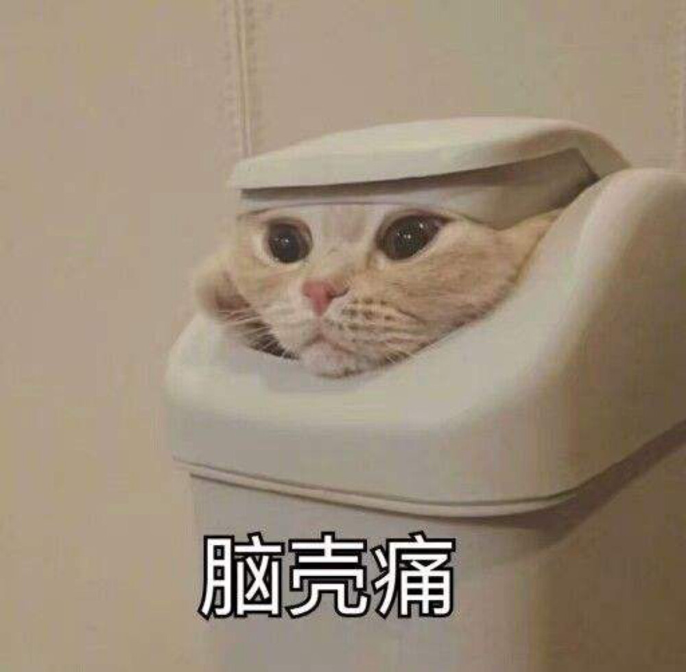 猫咪表情包