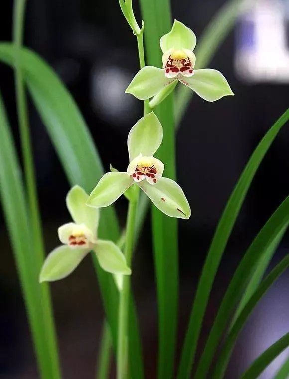 水仙瓣品种 建兰水仙瓣品种都以荷仙,梅仙为主,常见的有泸州荷仙,宜宾