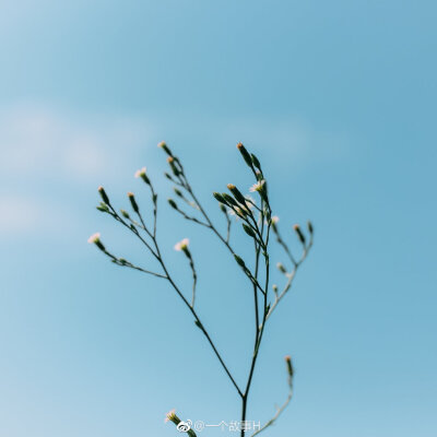 在冬季怀念夏季的阳光，在夏季想念冬季的雪，谁不是一边拥有一边失去
摄影@一个故事H
#恋上冬日##武汉# ​