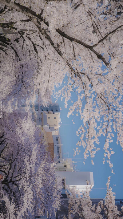 街景，日系樱花壁纸