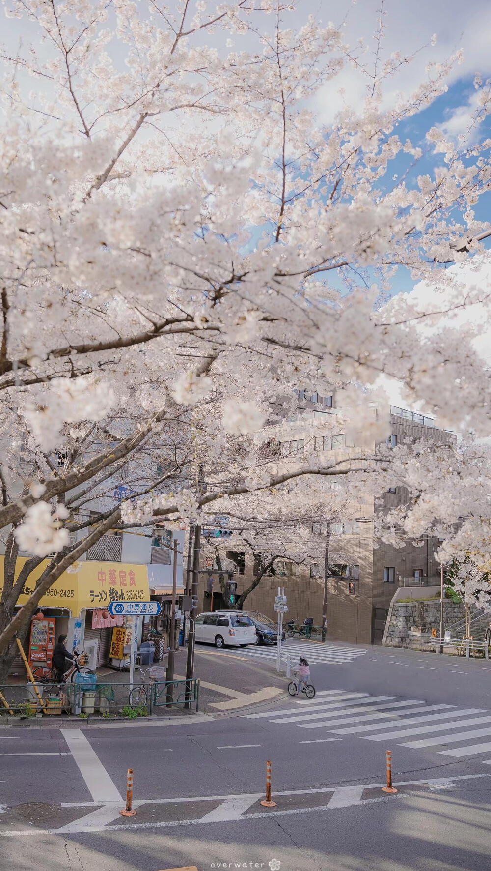 街景，日系樱花壁纸