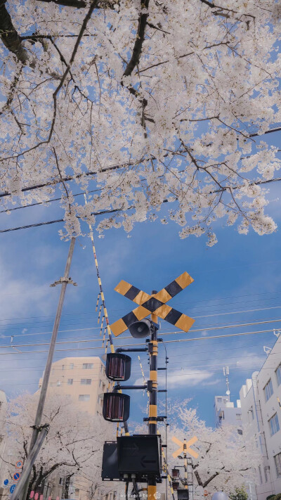 街景，日系樱花壁纸