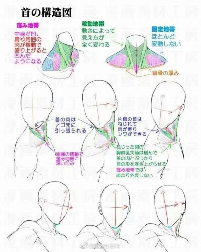 颈部以及肩膀的透视关系