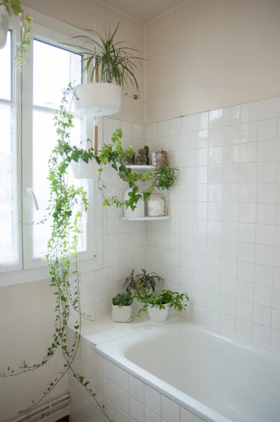 浴室有植物是一种什么样的体验？
当然是三个字：特别好！
有些家庭的卫生间或浴室都不怎么透气甚至是封闭空间，空气不流通导致出现异味，绿植就身肩祛除异味的使命来到卫生间。绿植除了以上作用，还具有非常大的观赏…