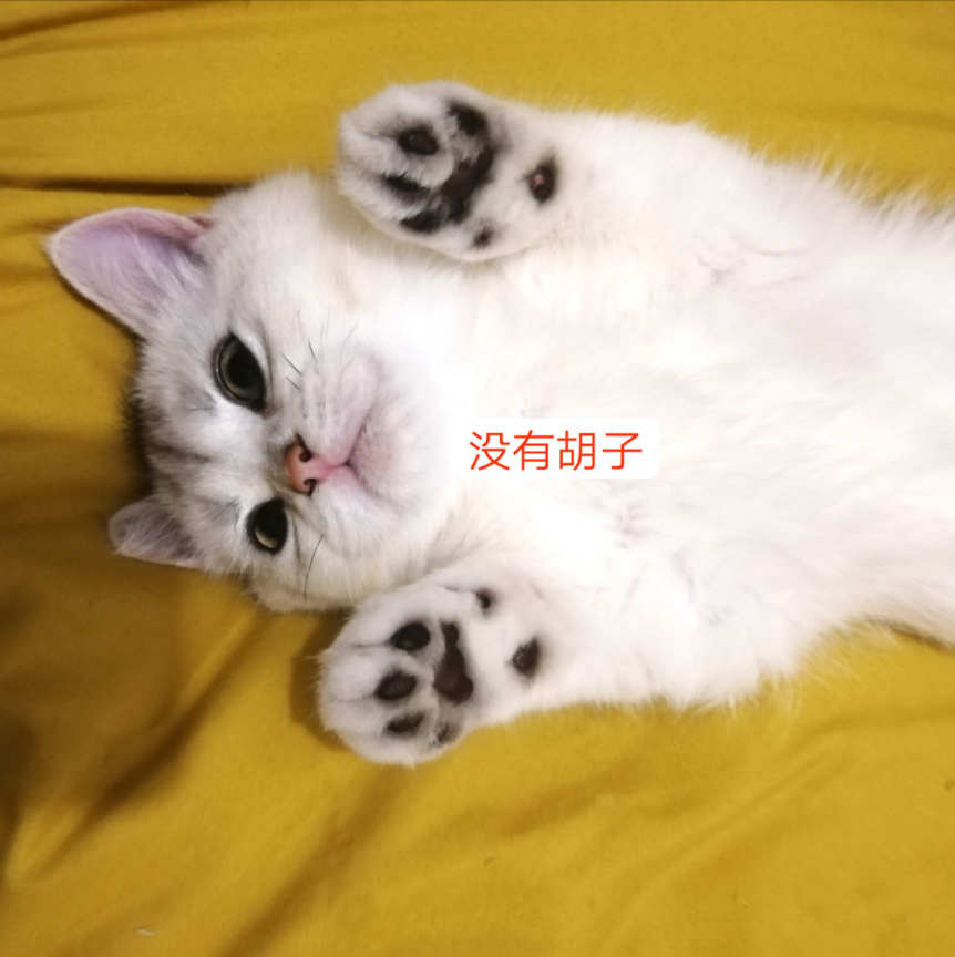 胡子断了的点猪