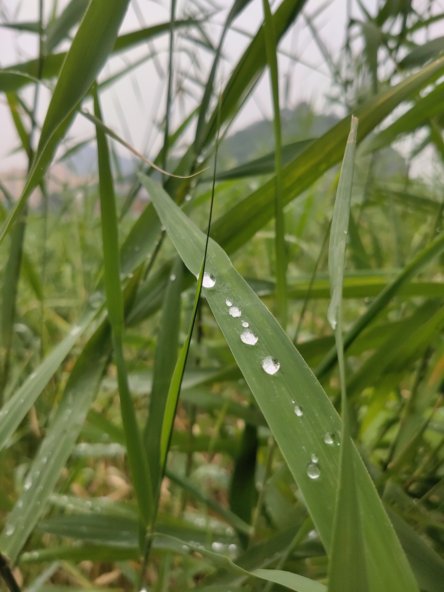 露珠