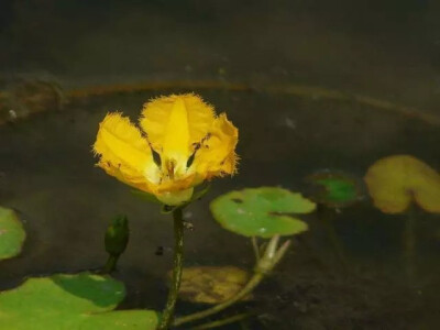 出自《诗经·关雎》当中的“参差荇菜，左右流之”的荇菜。
荇菜是一种很著名的水生植物，它可以在水中开出黄嫩的花朵，看起来就像是一种莲花的品种一样，其实它是属于龙胆科水生草本植物，是一种极其富有浪漫色彩的…