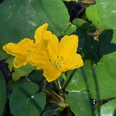 出自《诗经·关雎》当中的“参差荇菜，左右流之”的荇菜。
荇菜是一种很著名的水生植物，它可以在水中开出黄嫩的花朵，看起来就像是一种莲花的品种一样，其实它是属于龙胆科水生草本植物，是一种极其富有浪漫色彩的…