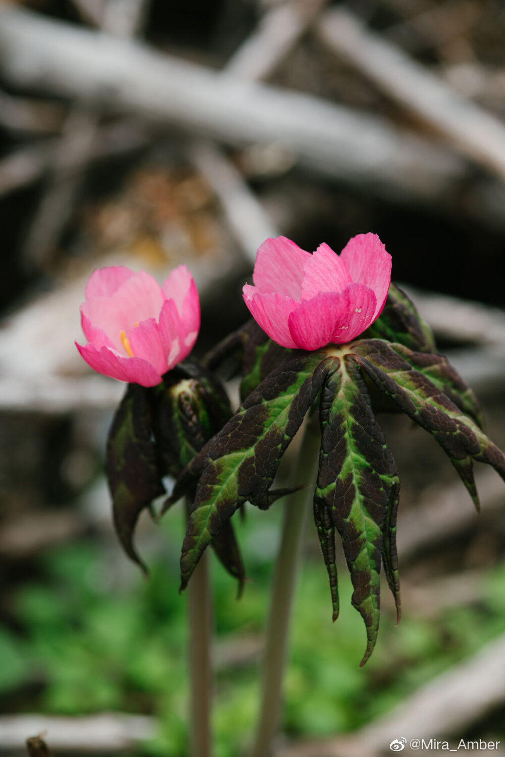 香格里拉的桃儿七（Sinopodophyllum hexandrum）