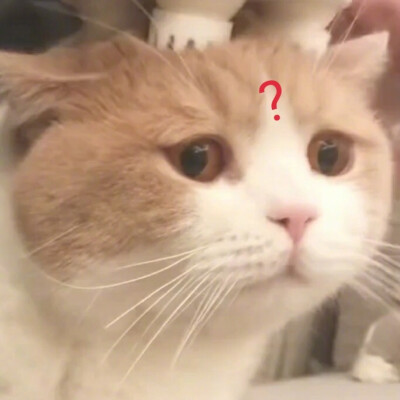 3鹅和小1表情包