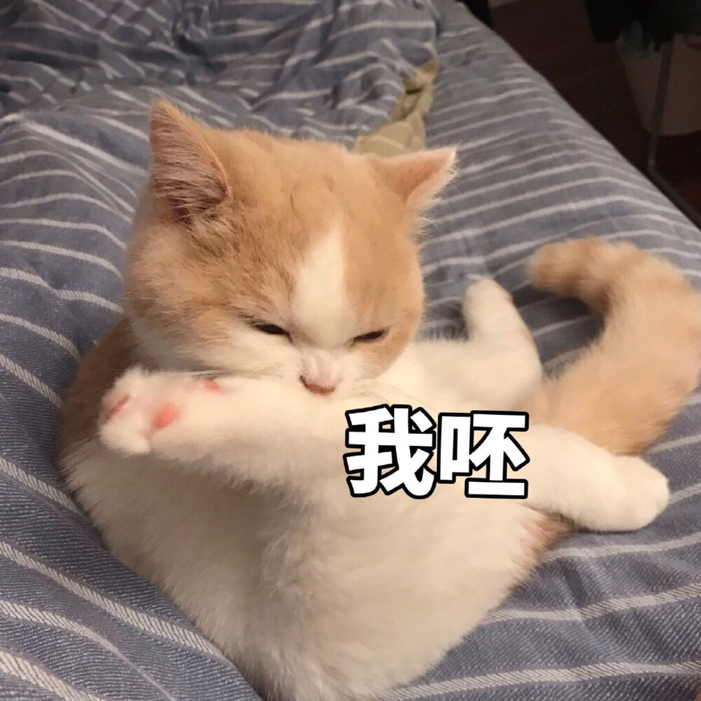 猫猫表情包