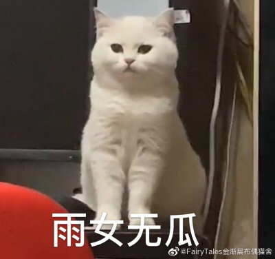 可爱的猫咪表情包