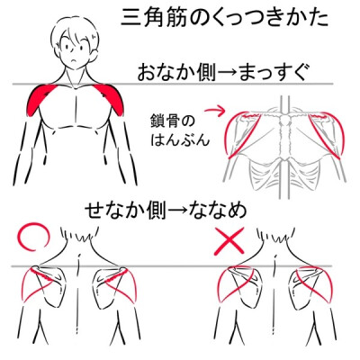 手臂的转动
动漫人体参考