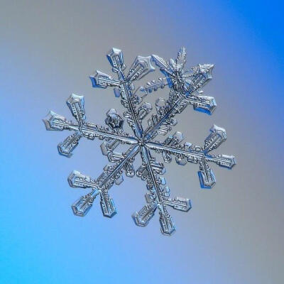 雪冰花