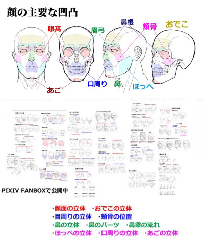 脸部结构