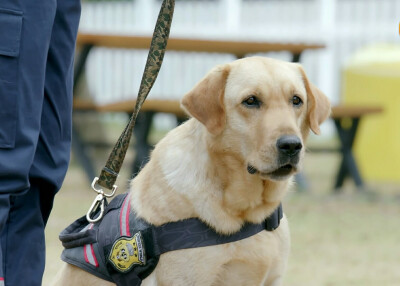 神犬 小七
重情重义 忠诚的小七