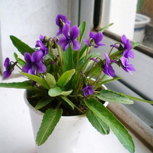 在西方的神话中，紫花地丁是一种由美女幻化而成的植物。据说是因为宙斯的妻子嫉妒她的美貌而将她变成了一朵野花，这样的传说也给这种植物增添了更多神秘的色彩。