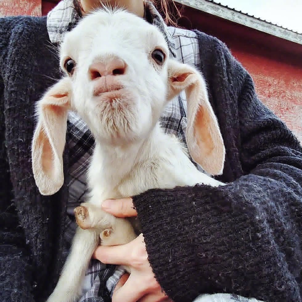 羊咩咩。ins：world_goats