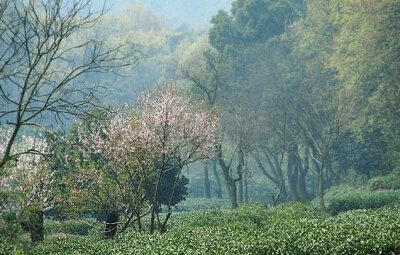 山静带茶香 … 早安