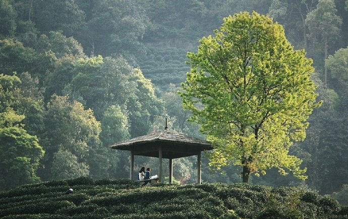 山静带茶香 … 早安