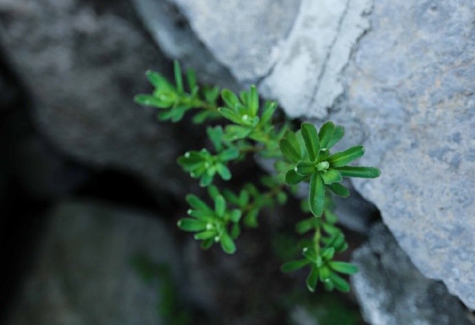 吹破春冰水放光，山花涧草百般香。