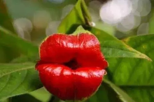 奇花异卉——嘴唇花