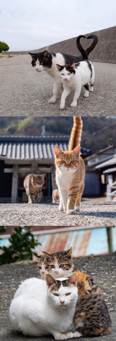 日本猫岛上的霸气喵大佬们