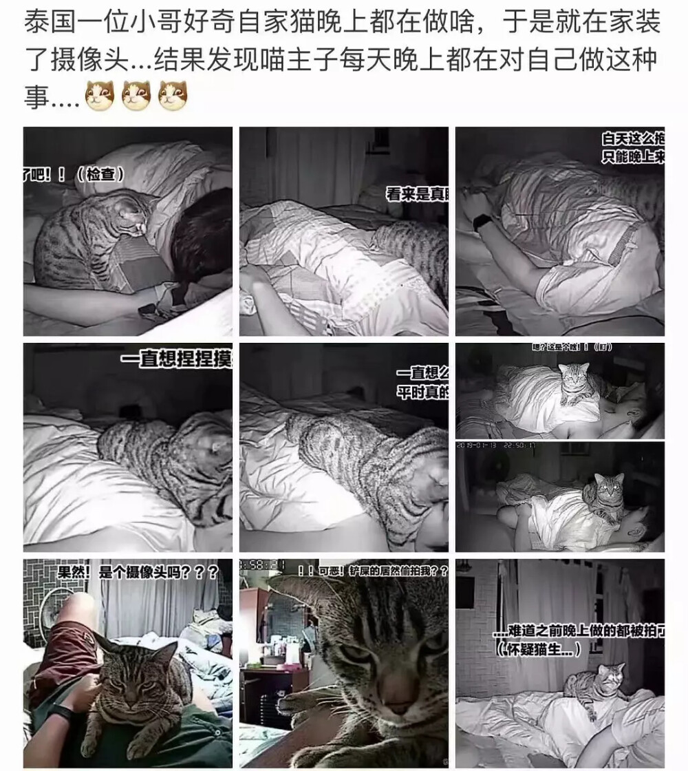 泰国一小哥偷拍下了喵咪的夜间活动 （转）