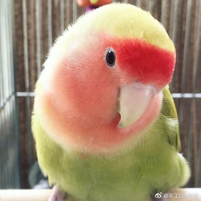 一只西瓜味的小鹦鹉，清新可爱 （ins：matcha_lovebird）