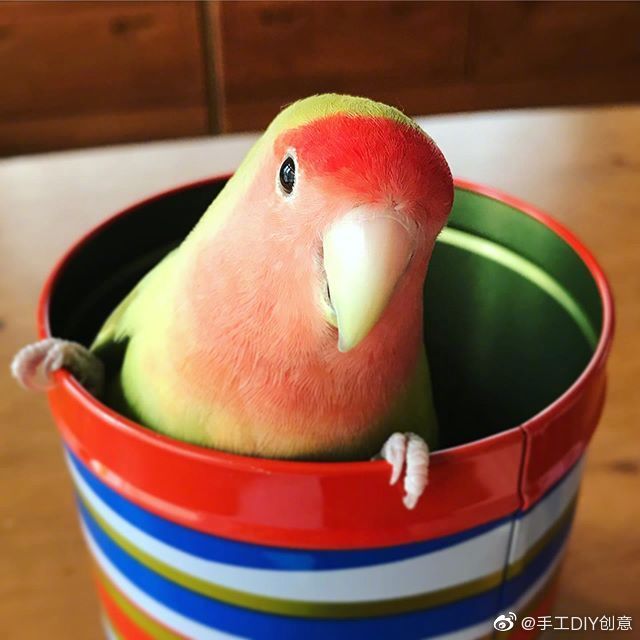 一只西瓜味的小鹦鹉，清新可爱 （ins：matcha_lovebird）