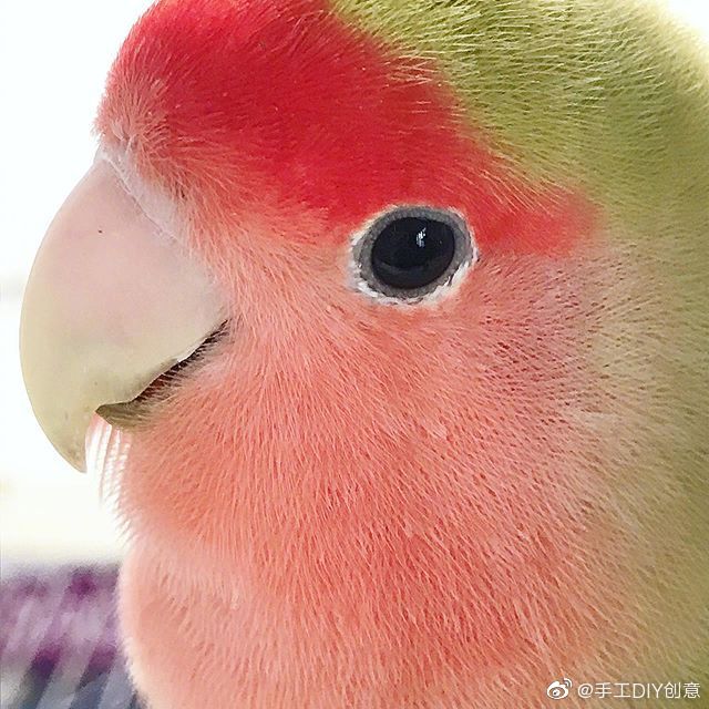 一只西瓜味的小鹦鹉，清新可爱 （ins：matcha_lovebird）