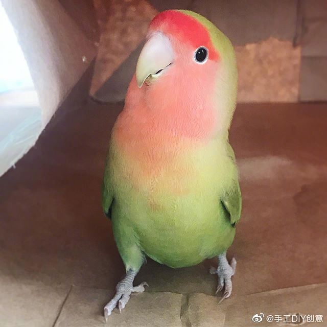 一只西瓜味的小鹦鹉,清新可爱 (ins:matcha_lovebird)