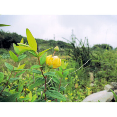 夏天拍的，山间的花